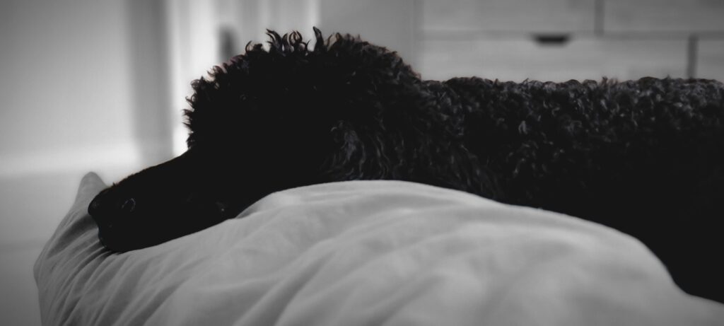 Toby is sleeping