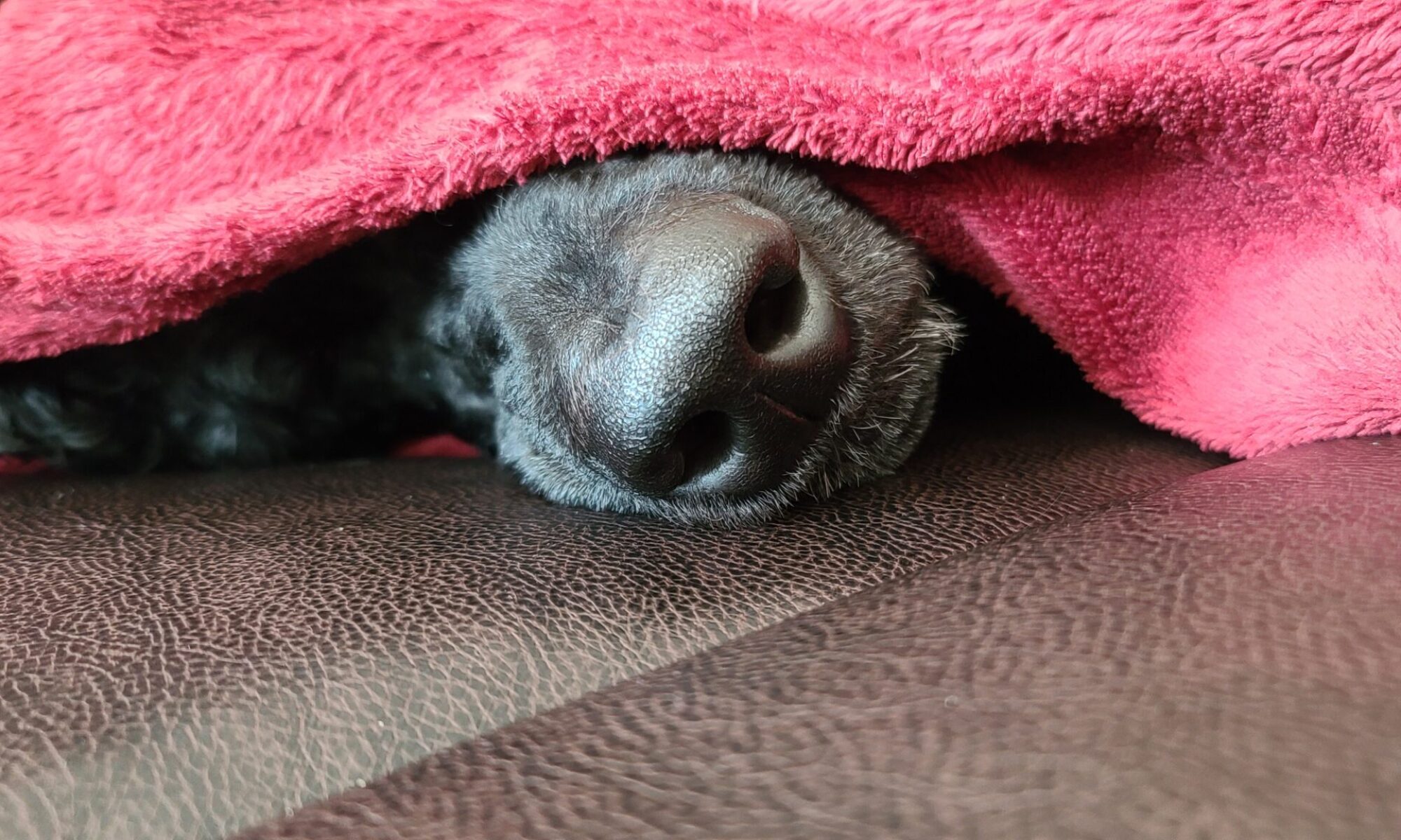 Toby' snoot under a blanket