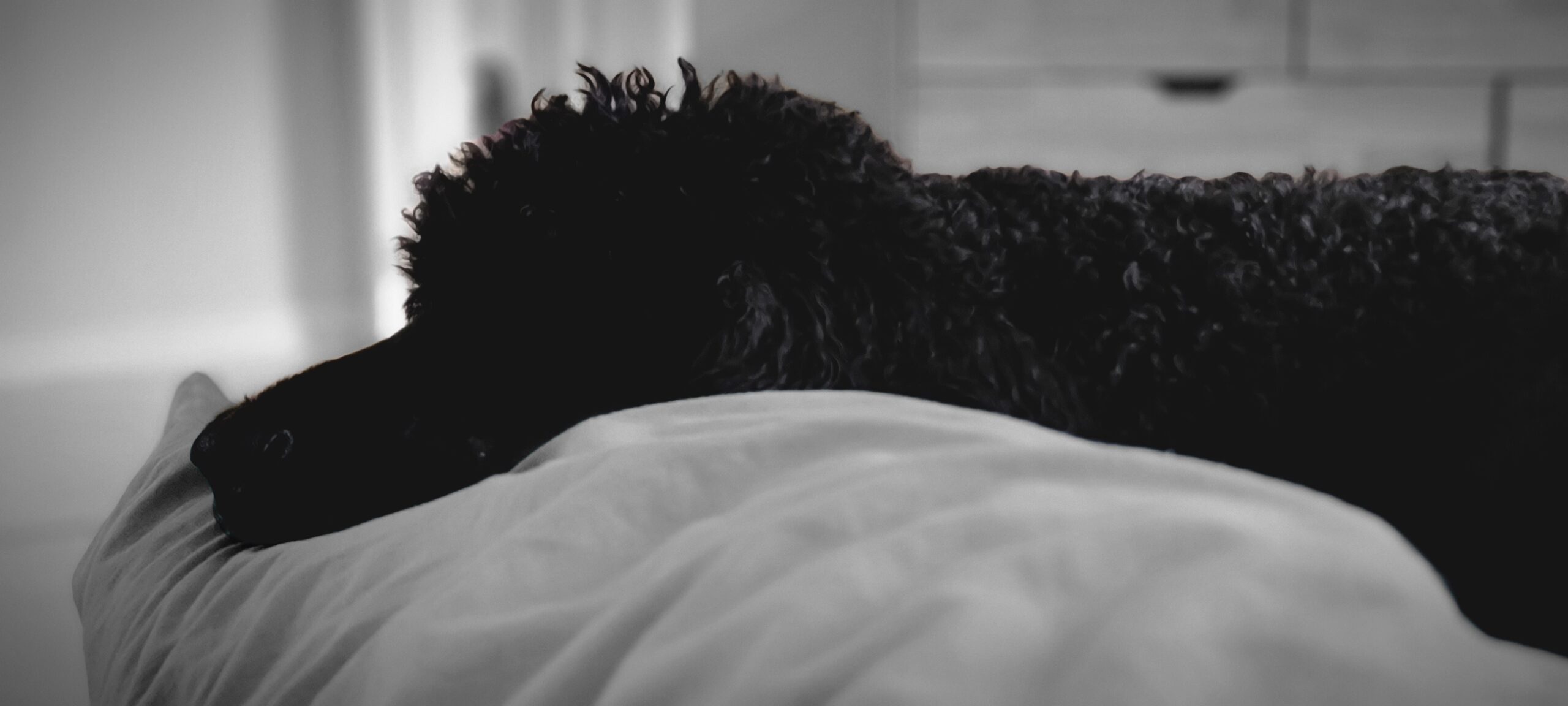 Toby sleeping